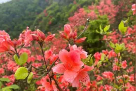 “8种常见”的国家保护植物，见了别买，别采挖，小心违法图片