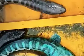 四川男子野外钓到怪鱼，人们纷纷叫它放生，这是什么鱼来着？图片