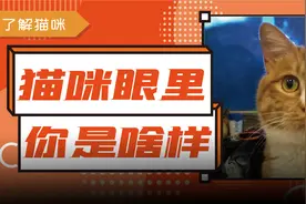 猫咪眼里的我们，居然是绿油油的…图片