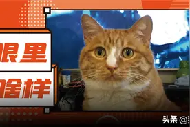 猫咪眼里的我们，居然是绿油油的…图片