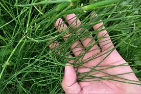 节节草是什么？提醒：老人用它来泡脚，或帮助解决多年“老问题”图片
