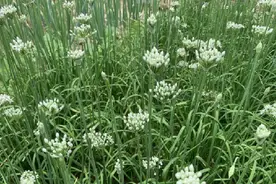 立秋后遇到韭菜花不要手软，多买些囤起来，随吃随取，不懂可惜了图片