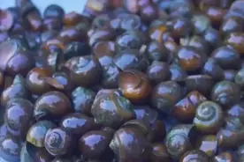 这5种常见美食寄生虫居多，开水都不能完全烫死，千万小心别中招图片