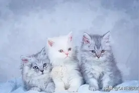 猫咪会有狂犬病的几率是多少？图片
