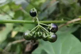 农村常见的龙葵，又叫白花菜，有清热解毒之功效图片