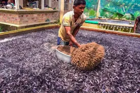 印度人怎么养鱼的？方式奇葩但场面很壮观，难怪出口量世界第一图片