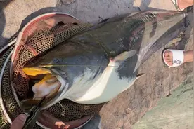 老成精？四川一水库“鲶鱼王”被人钓起，重89斤，许多人劝放生图片