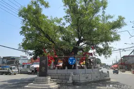 寻迹齐鲁：滨州市博兴县湾头村千年古槐是媒仙图片