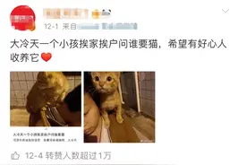 大冷天小男孩挨家挨户求人收养小橘猫：您家要猫吗？它很乖很粘人图片