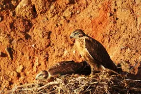 慈母多败儿，严父多逆子——家离情断，家破子散图片