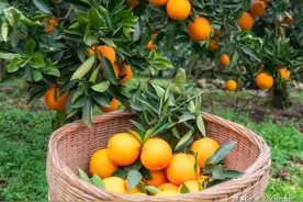 江湖仁义大哥—聂磊通过关系，彻底打败孙小果图片