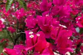 养三角梅，有“3绝招”，四季开花，花朵繁茂，美到震撼图片