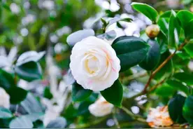 中年男人爱上你时，会主动向你透露2个秘密图片