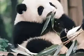 真有本事，胖成这样全网还在吹颜值图片