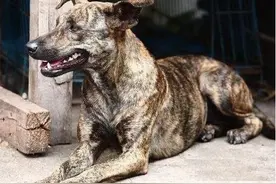 年少曾是猎人之猎獾图片