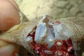 小鹅垂直传播的病有哪些？图片