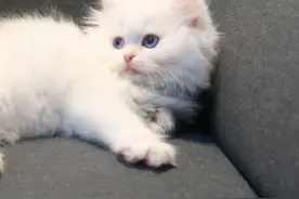 辞职，不干了图片