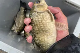 温差大真的不好钓鱼吗？并非鱼不开口，而是你的钓位选错了图片