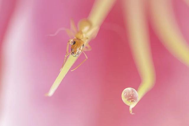 太震撼！适马105mm微距镜头下的梦幻蚂蚁王国