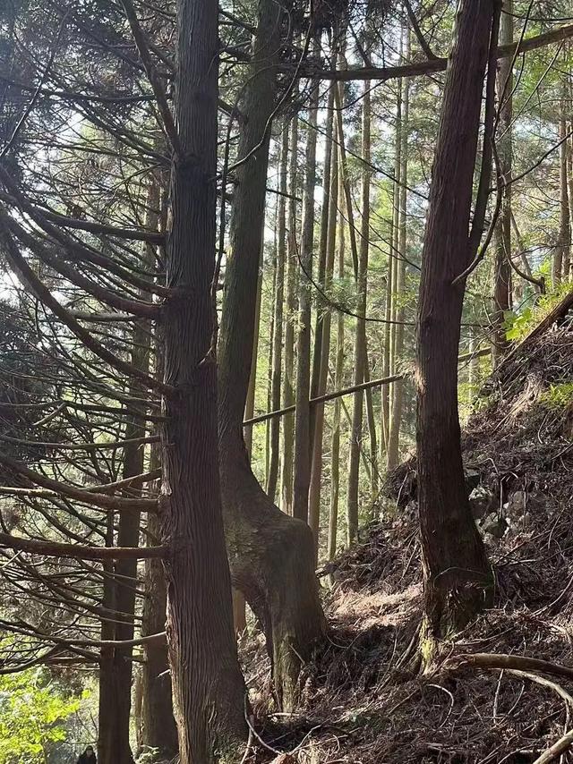 黄山奇遇记：冬观候鸟，野探短尾猴，一场徒步自然的探索之行