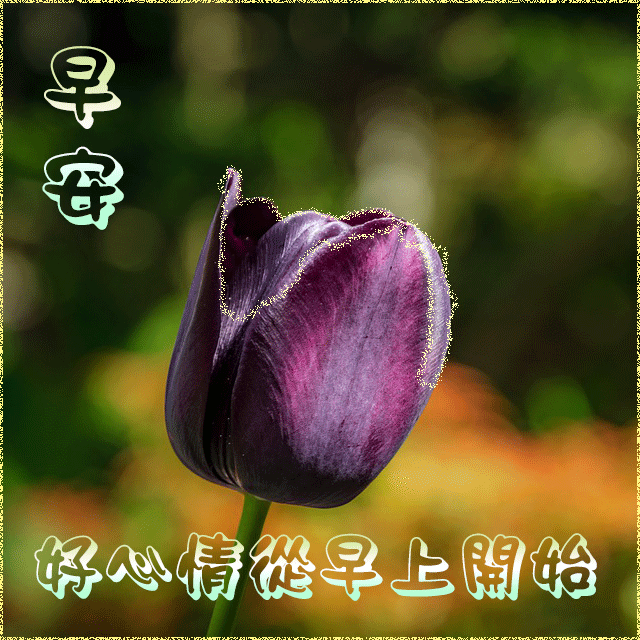 每日早上好问候语 早晨问候语句大全