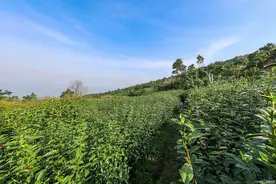 碧螺春冲泡方法步骤图片