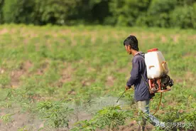 尿素和食盐混合能当除草剂吗？别误传了，农民种地不容易图片