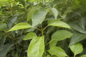 龙脑樟树：常被误认成樟树，一斤树叶价值2万，人称“植物黄金”图片