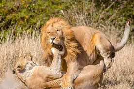 狮子的难言之隐：为啥雄狮与雌狮交配后，会发生短暂的打斗行为？图片