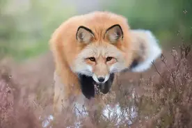 湖南老农救助狐狸，与其同吃同睡，狐狸用猎物报恩做了这个动作图片