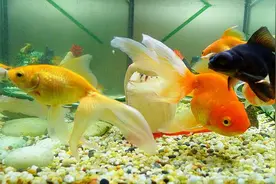 鱼缸鱼粪便怎么清理 清理鱼缸鱼粪的四个小妙招！图片