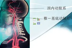 颅脑动脉系统及CTA检查技术，一文读懂图片