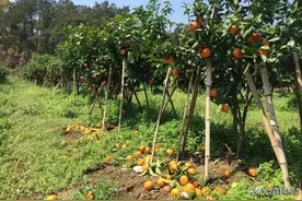 沃柑产业发展存在的问题图片