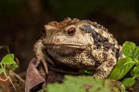 蟾蜍蜕下的蟾衣，一公斤能卖上万元，为何在野外却很难找到？图片