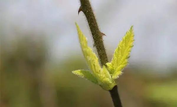 千万别小瞧了天天喝的茶，所有的树叶都能制茶吗？茶叶树叶的区别