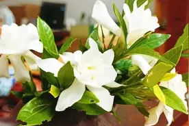栀子花又开了，它除了有“颜值”，也是有价值的植物，用途可不小图片