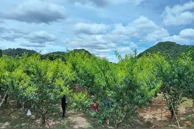 ​南明区永乐乡：艳红桃成乡村振兴甜蜜事业图片