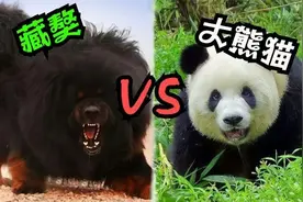 大熊猫能打得过藏獒吗？为什么？图片