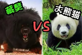 大熊猫能打得过藏獒吗？为什么？图片