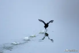 古今轻功修习总纲：凌波微步、踏雪无痕、八步赶蝉，你想学哪种？图片