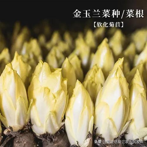 Ͷ�ʲ�������ʮ�����ϵ�ũ�崴ҵ��Ŀ����Щ��