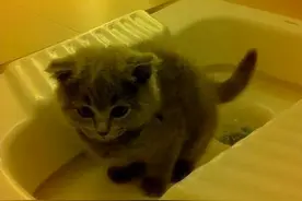 上厕所是蹲着好还是坐着好？图片