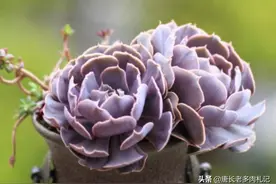 带“自然卷”的多肉沙漠之星和高砂之翁，一个株型小，一个块头大图片