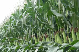 抗倒伏抗锈病抗青枯，高产稳产又优质，嘉喜100适合13省市区种植图片