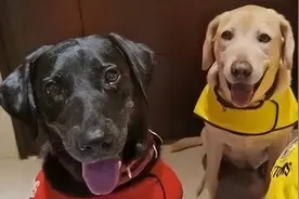 汪汪队又立大功啦！想夸一句“厉害了，缉毒犬！”图片