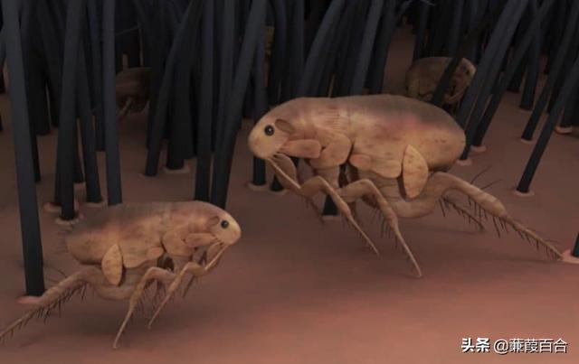 昆虫被用于战争的10种令人震惊的方式