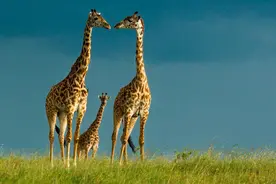 长颈鹿的繁殖过程有多奇特？若遇到危险，长颈鹿为自保有多凶猛？图片