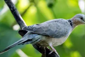 野生斑鸠能吃吗？为什么说吃斑鸠危害很大，斑鸠不会筑巢吗？图片