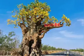 有一种浪漫，叫做带你去看最美胡杨林！图片