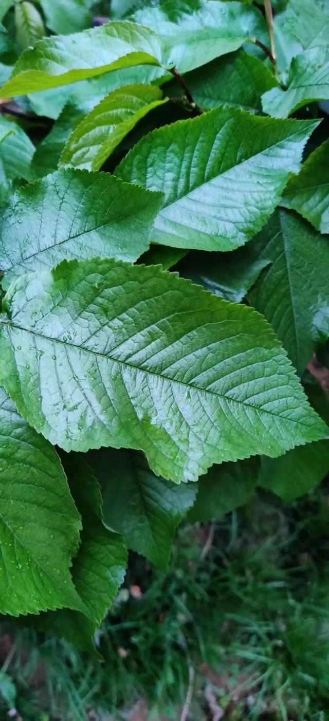 氨基酸营养液涂干究竟是坑还是金？